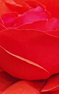 Full frame shot of red rose