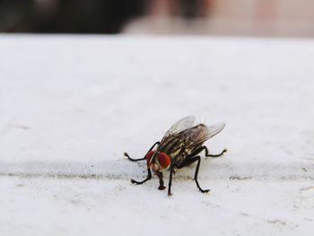 Close-up of fly