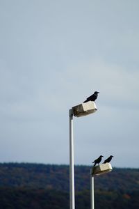 Low angle view of bird perching on wooden post against sky