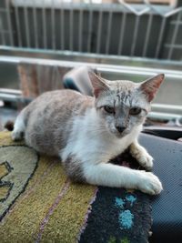 Portrait of cat lying down