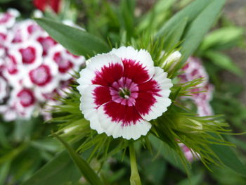 Close-up of flower