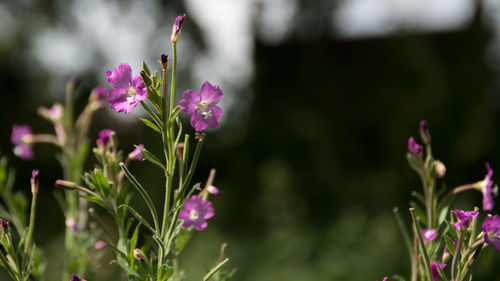 Close-up of pink flowers