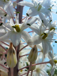 Full frame shot of flowers