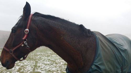 Close-up of horse against sky