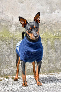 Portrait of dog standing on rock