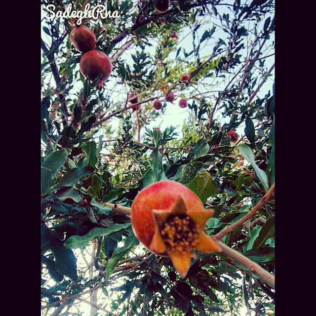 branch, tree, fruit, freshness, growth, food and drink, red, close-up, healthy eating, low angle view, transfer print, nature, food, auto post production filter, leaf, hanging, focus on foreground, beauty in nature, flower, apple tree