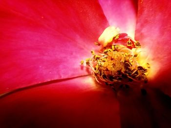 Macro shot of pink flower head