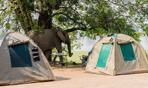 Elephant by tents on field