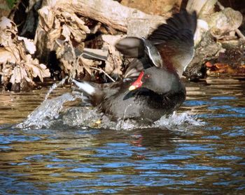 Close-up of duck swimming on lake