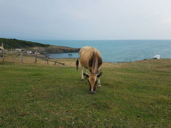 Horse standing on field by sea against sky