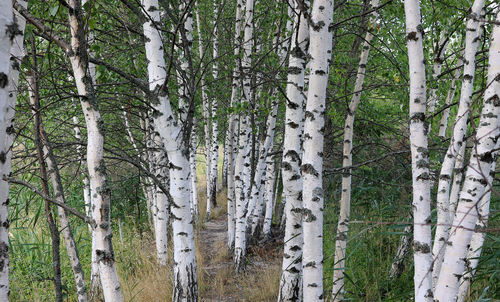 View of trees in forest