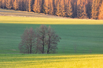 Scenic view of field