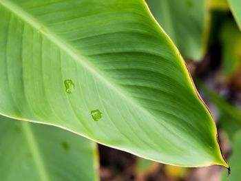 Close-up of plant leaves