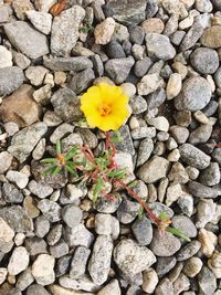 High angle view of yellow flower growing on pebbles