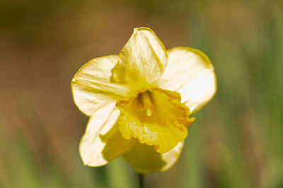 Close-up of yellow flowering plant