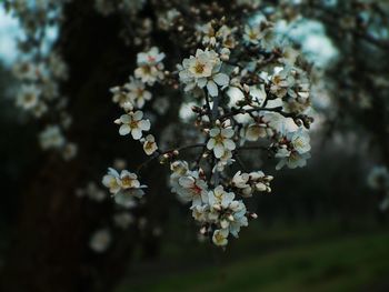 Close-up of fresh white flowers blooming in park