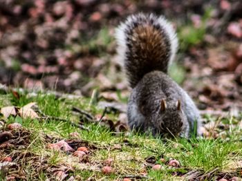 Close-up of sheep on field
