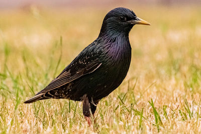 Close-up of a bird perching on a field