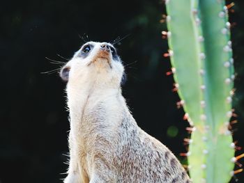 Close-up of bird