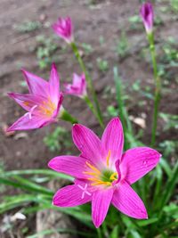 Close-up of pink crocus flowers growing on field