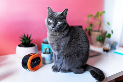 Cat sitting on table at home