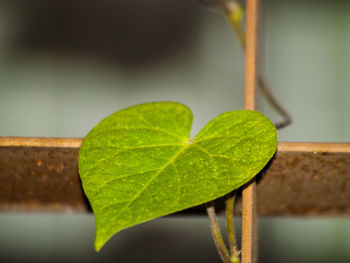 Close-up of fresh green leaf