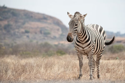 Zebras standing in a field