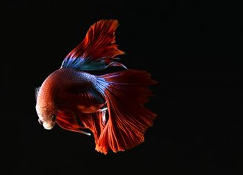 Close-up of jellyfish against black background