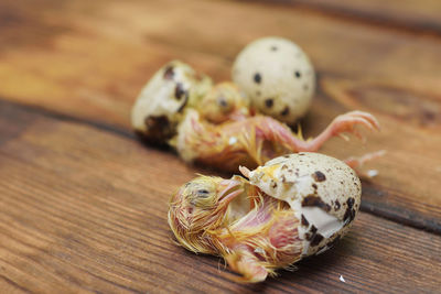 A quail chick hatches from an egg close-up on a wooden background.