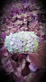 Close-up of purple flowers blooming outdoors