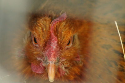 Close-up of rooster