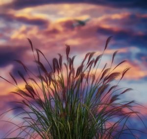 Low angle view of grass against sky during sunset