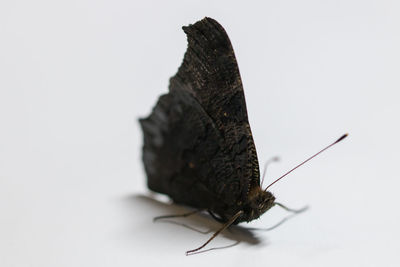 Close-up of insect against white background