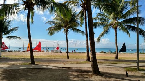 Palm trees on beach