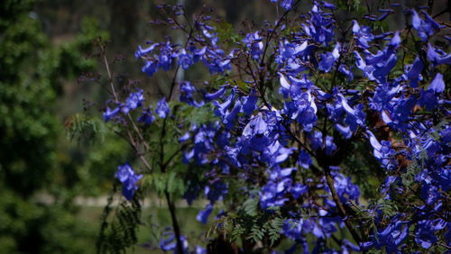 Close-up of purple flowering plants