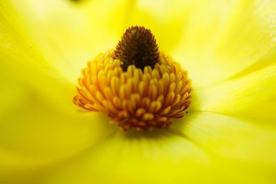 Close-up of yellow flower