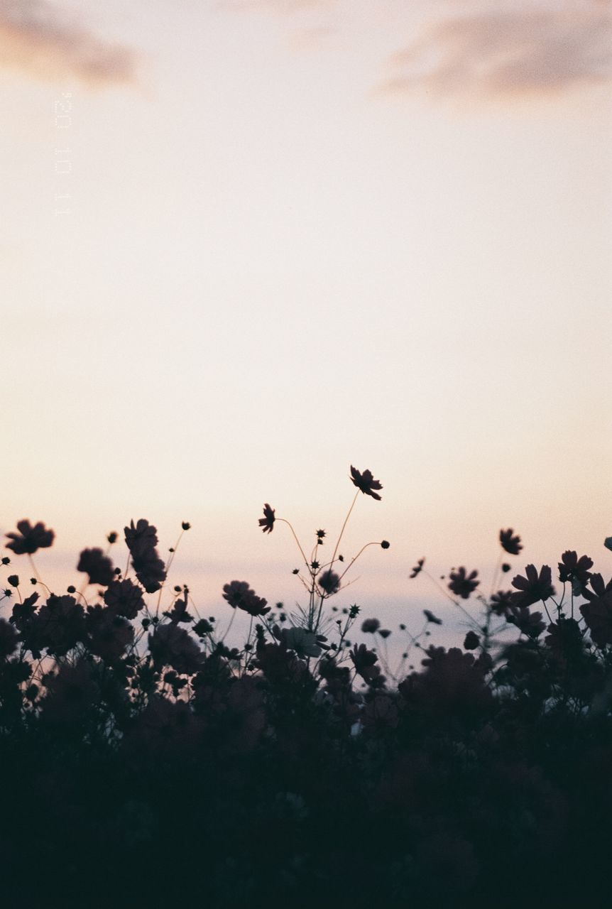 SILHOUETTE OF BIRDS FLYING IN THE SKY