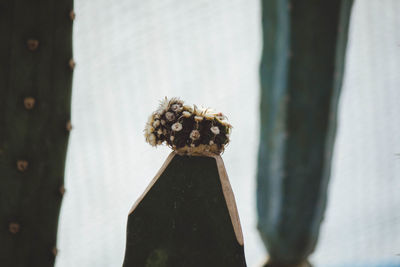 Close-up of white flowering plant