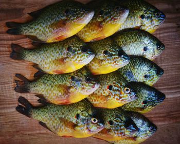 High angle view of fish for sale in market