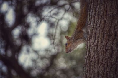 Close-up of an animal