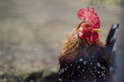 Close-up of rooster