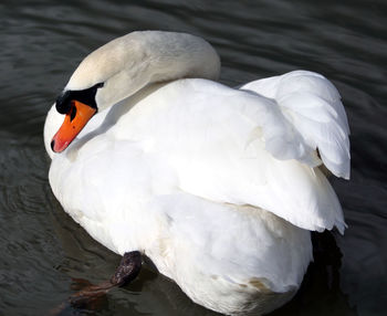 Close-up of swan in lake