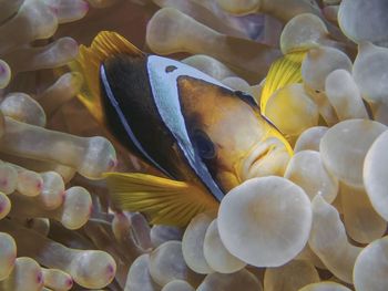 Red sea anemonefish 