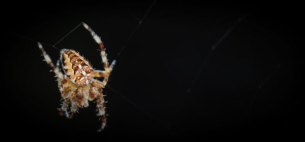 Close-up of spider on web against black background