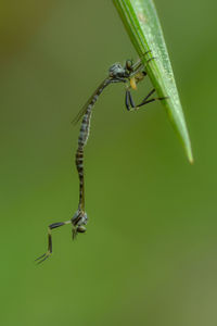 Close-up of insect on leaf