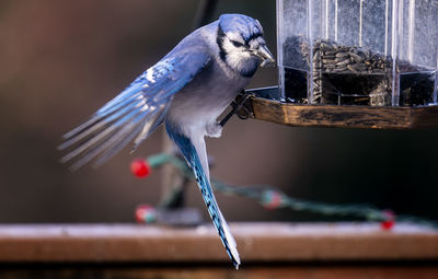 A bluejay finds some sunflower seeds on a narrow perch