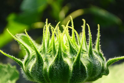 Close-up of green plant