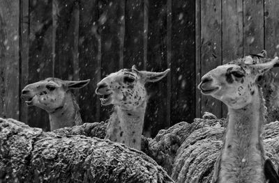 Llamas against wooden wall during snow fall