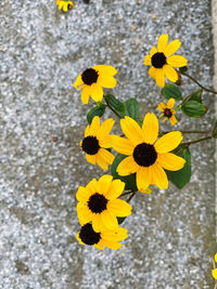 High angle view of yellow flowering plant