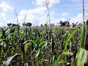 Crops growing on field against sky